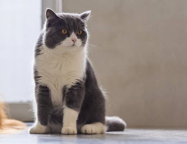 Warum Katzenkrankenversicherung - Süße Katze